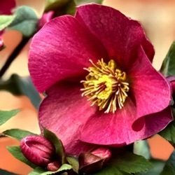 Helleborus orientalis 'Scarlet Magnifica'