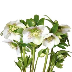 Helleborus orientalis 'Spotted Beauty'