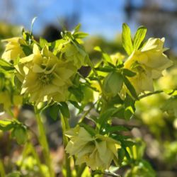 Helleborus orientalis 'Xanthia' (P13)