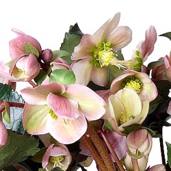 Helleborus x ericsmithii 'Angel Glow' ®