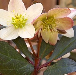 Helleborus x ericsmithii 'Candy Love' ®