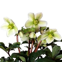 Helleborus x ericsmithii 'Pink Beauty' ®