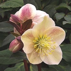 Helleborus x nigercors 'Snow Love' ®