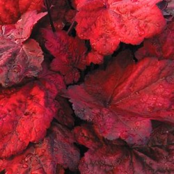 Heuchera 'Autumn Leaves' ®