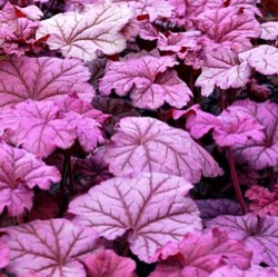 Heuchera 'Berry Smoothie' ®