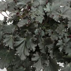 Heuchera 'Binoche' ®