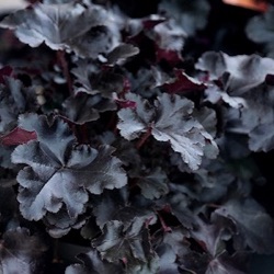 Heuchera black pearl deals