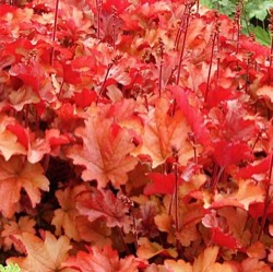 Heuchera 'Peach Flambé' ®