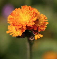 Hieracium aurantiacum