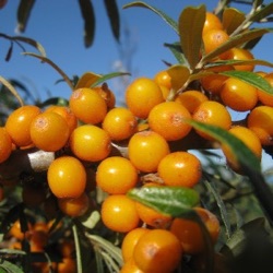 Hippophae rhamnoides 'Friesdorfer Orange'