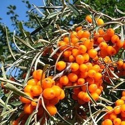 Hippophae rhamnoides 'Hergo'
