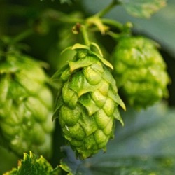 Humulus lupulus 'First Gold' ('Prima Donna')