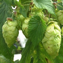 Humulus lupulus 'Polaris'