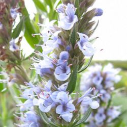 Hyssopus officinalis 'Bleu Ciel'