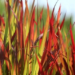 Imperata cylindrica 'Rubra' ('Red Baron')