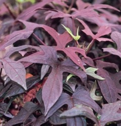 Ipomoea batatas 'Black Heart Papas' ®