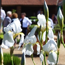 Iris 'Florentina' (IB)