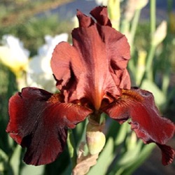 Iris 'Gypsy Jewels' (G)
