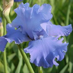 Iris 'Metolius Blues' (G)