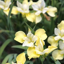 Iris sibirica 'Butter and Sugar'