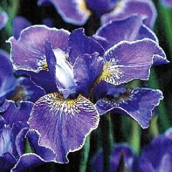 Iris sibirica 'Silver Edge'