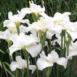 Iris sibirica 'Swans in Flight'