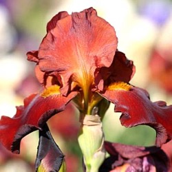 Iris 'Sultan's Palace' (G)