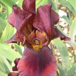 Iris x barbata-media 'Brown Doll'