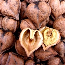 Juglans ailantifolia cordiformis