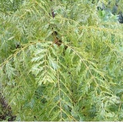 Juglans regia 'Laciniata'