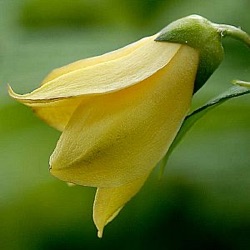 Kirengeshoma palmata