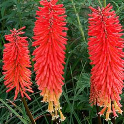 Kniphofia 'Incandesce'