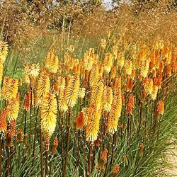 Kniphofia 'Tawney King'