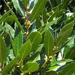 Laurus nobilis