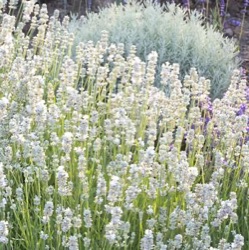 Lavandula angustifolia 'Arctic Snow' (1 liter)