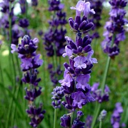 Lavandula angustifolia 'Bleue Velours Charles'