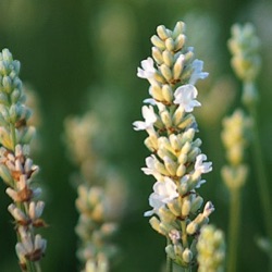 Lavandula angustifolia 'Blue Mountain White' (1 liter)