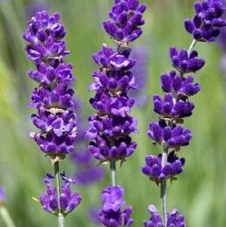 Lavandula angustifolia 'Havanna Dark' (1 liter)