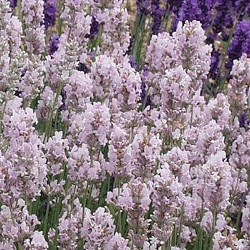 Lavandula angustifolia 'Hidcote Pink'