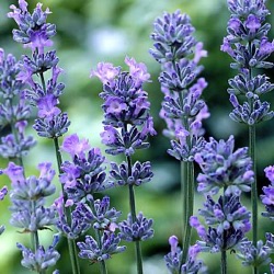 Lavandula angustifolia little lady = 'Batlad' (1 liter)