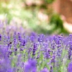 Lavandula angustifolia 'Loddon Blue'