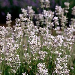 Lavandula angustifolia 'Loddon Pink'