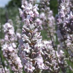 Lavandula angustifolia 'Miss Katherine' (1 liter)