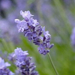 Lavandula angustifolia 'Munstead'