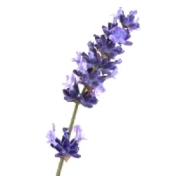 Lavandula angustifolia, oleum