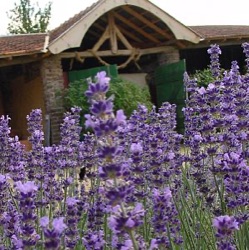 Lavandula angustifolia 'Silver Blue' (1 liter)