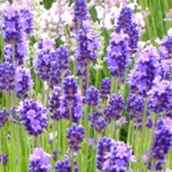 Lavandula angustifolia 'Thumbelina Leigh' (1 liter)