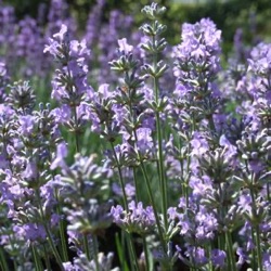 Lavandula angustifolia 'Twickel Purple'