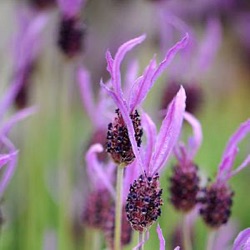 Lavandula pedunculata 'Papillon'