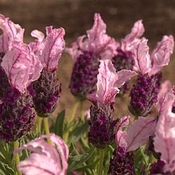 Lavandula stoechas hybride 'Madrid Rosa' ®